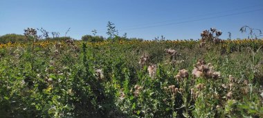 Güneşli altın buğday kamışları destansı mavi gökyüzünde yakın planda. Tarım yaz mevsiminde ekinlerde toplanır. Yüksek kalite fotoğraf