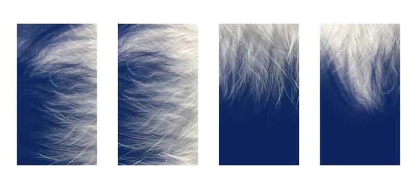 Conjunto Fundos Abstratos Estilo Minimalista Cores Azuis Brancas Penas Pássaro — Fotografia de Stock