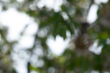 Beyaz çiçekli Bokeh arkaplan ağaçları. Baharda Bokeh arka plan ağaçları. Beyaz ve yeşil odaklı olmayan doğal arka plan.