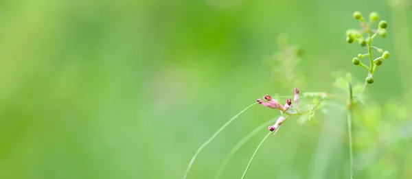 Дефокусований Природний Зелений Фон Сонячні Весняні Лугові Трави Квіти Екологія — стокове фото