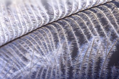 Yumuşak odaklı kuş tüyü. Arka plan için tavuk tüyü dokusu, fantezi, soyut, yumuşak renk. Soyut mavi ve beyaz arka plan. Güzel soyut makro