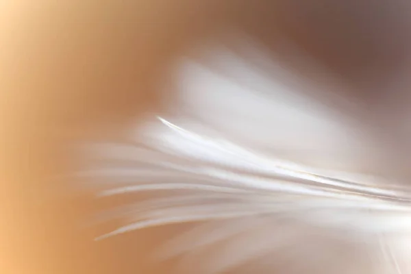 Defocused Bird Feather Texture Background Fantasy Abstract Soft Color Abstract — 스톡 사진