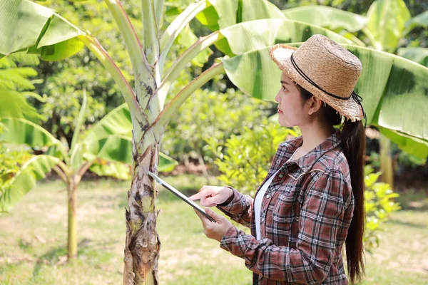 亚洲农艺学家或女农民阅读报告并检查平板作物数据 以提高农业领域的生产力 — 图库照片