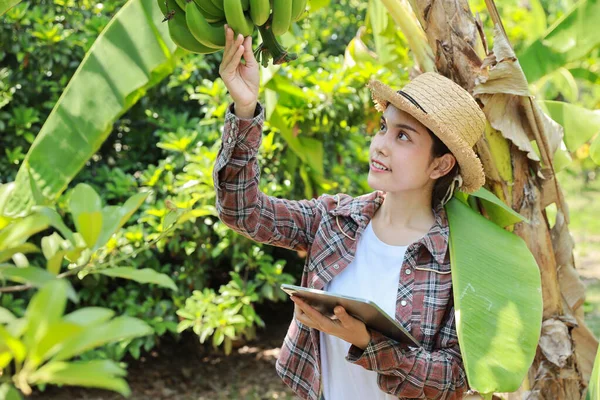 Asian agronomist or woman farmer reading report and inspecting growing crops data from tablet for increasing productivity in agriculture field, modern smart farming with technology concept