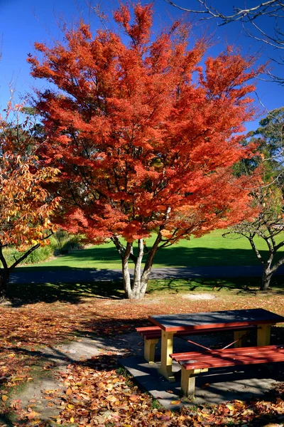 sonbaharın kırmızı ağaç