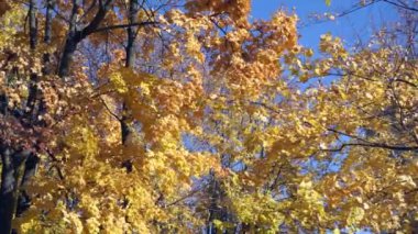 Sonbahar sarısı yapraklar ağaçlarda sallanıyor rüzgarda.