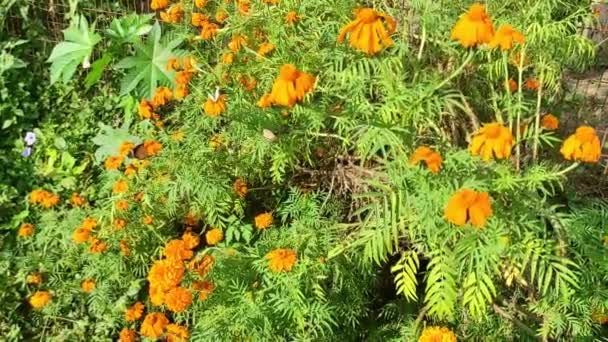 Imágenes Vídeo Flores Caléndula Amarillas Naranjas Tagetes Flor Donde Diferentes — Vídeos de Stock