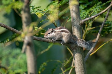 Güzel bir Hint palmiye sincabı, Funambulus palmarum olarak da bilinen, moringa oleifera ağacına tünemiştir. Seçici odak.