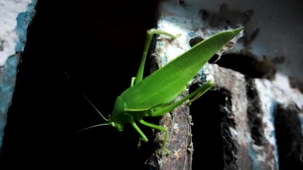 Close Video Beelden Van Beweging Van Een Groene Tettigoniidae Een — Stockvideo