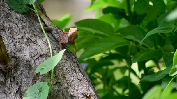 Kameleon Rodziny Kameleonidi Trzęsie Głową Czekając Zdobycz Bagażniku Drzewa Tle — Wideo stockowe