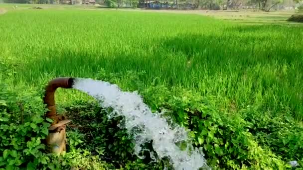 Video Irrigazione Acqua Pompe Sommerse Aree Rurali Agricole Dove Acqua — Video Stock
