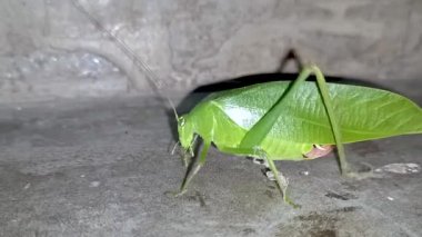 Yeşil bir Tettigoniidae 'nin gri arka plandaki hareketinin yakın çekim görüntüleri. Ayrıca katydit, çalı cırcır böceği, cırböceği ve çekirge olarak da bilinir..
