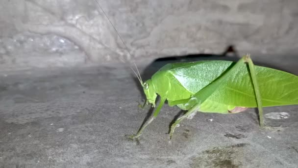 在灰色背景上的绿色甲壳类动物运动的特写视频片段也被称为Katydids Bush Cricket Cricket和Grasshopper — 图库视频影像