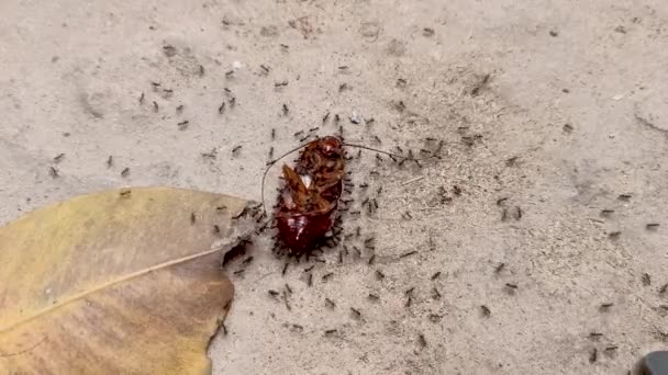 Close Video Footage Group Tiny Assembled Black Ants Dragging Dead — Video