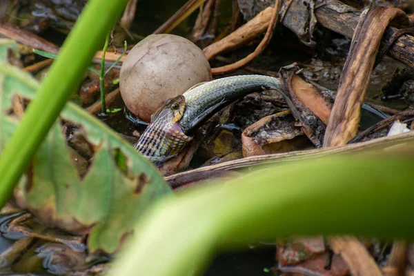 Imagem Uma Cobra Rato Caçando Peixe Nos Arbustos Lagoa Relação — Fotografia de Stock