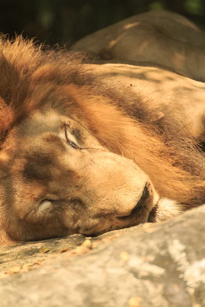 Sleeping Lion — Stock Photo, Image