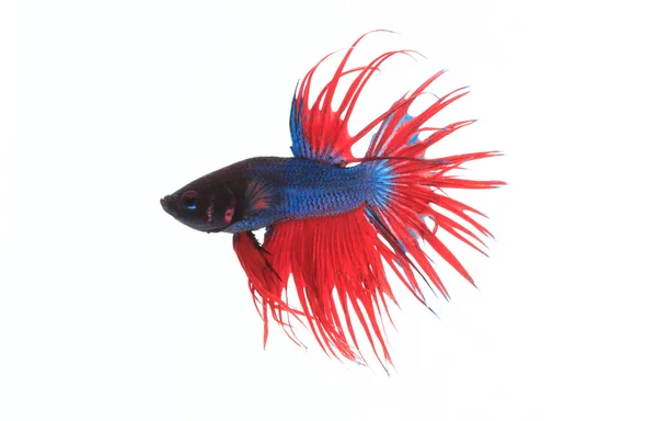 Pesci gallo Stock Photos, Royalty Free Pesci gallo Images Depositphotos