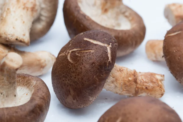 Shiitake mantarları — Stok fotoğraf