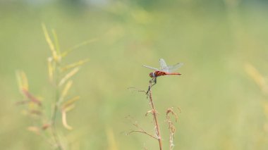 Bokeh bulanık arkaplanlı yusufçuk
