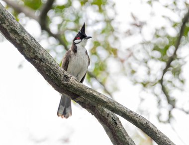 Doğal ormandaki ağaçta kırmızı bıyıklı bülbül kuşu.