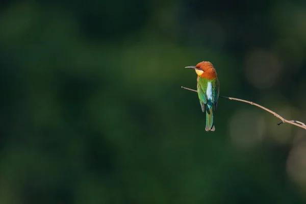 自然の森の中の木の上にある栗の頭をした養蜂家の鳥 — ストック写真