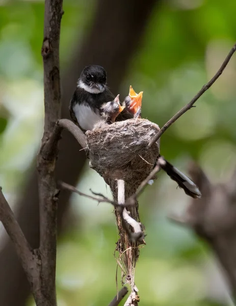 Malese Pied Fantail Madre Uccello Sta Alimentando Suoi Giovani Sull — Foto Stock