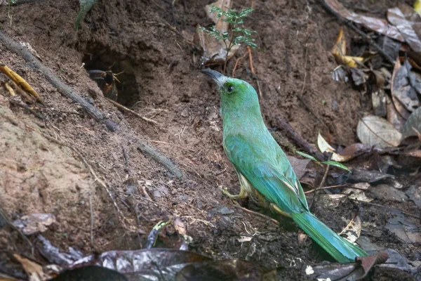 Aves Devoradoras Abelhas Barba Azul Estão Alimentando Filhotes Cavidade — Fotografia de Stock