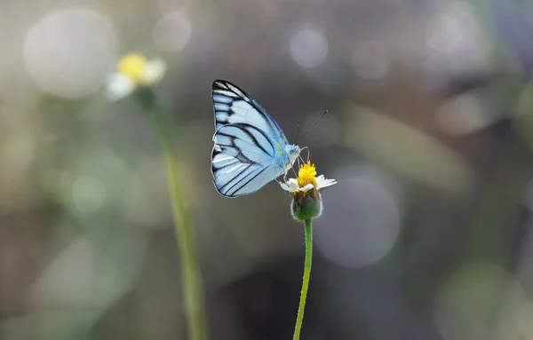 アルバトロス蝶の縞模様で 花がボケの背景にあります ロイヤリティフリーのストック画像