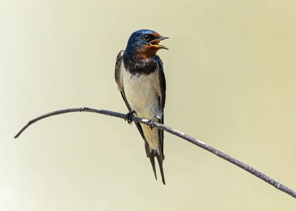 Schwalbenvögel Auf Dem Baum Der Natur Stockfoto