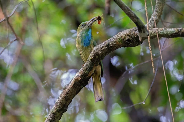 Mavi Sakallı Arı Yiyici Doğal Ormandaki Ağaçta Ağustos Böceği Yakalıyor Telifsiz Stok Fotoğraflar