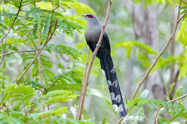 Groen Gefactureerde Malkoha Boom Natuurlijke Achtergrond Rechtenvrije Stockfoto's