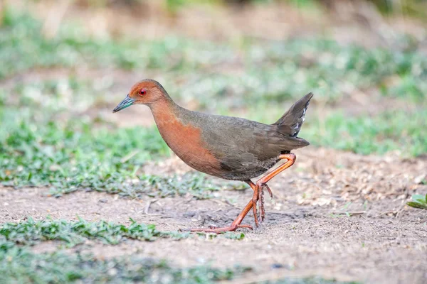 Ruddy Göğüslü Karides Kuşu Pirinç Tarlalarında Yerde Yiyecek Arıyor - Stok İmaj