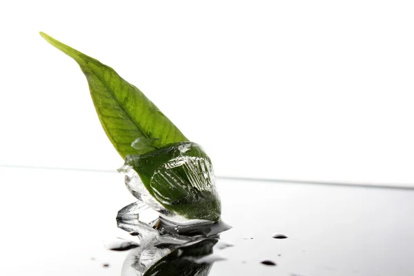 Foglia di una pianta in cubo di ghiaccio — Foto Stock