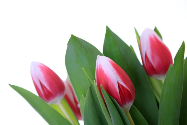 Flor, tulipas — Fotografia de Stock