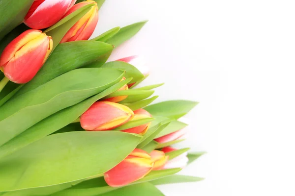 Flor, tulipanes — Foto de Stock