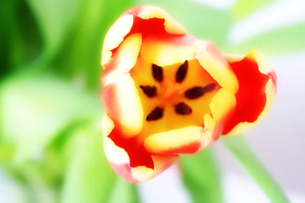 Flor, tulipas — Fotografia de Stock