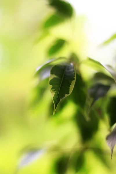 Folhas de uma fábrica — Fotografia de Stock