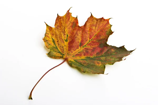 Autumn leaf — Stock Photo, Image