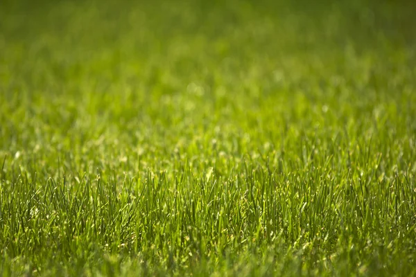 Gras — Foto de Stock