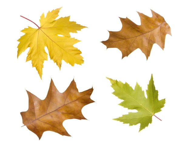 Leaves — Stock Photo, Image