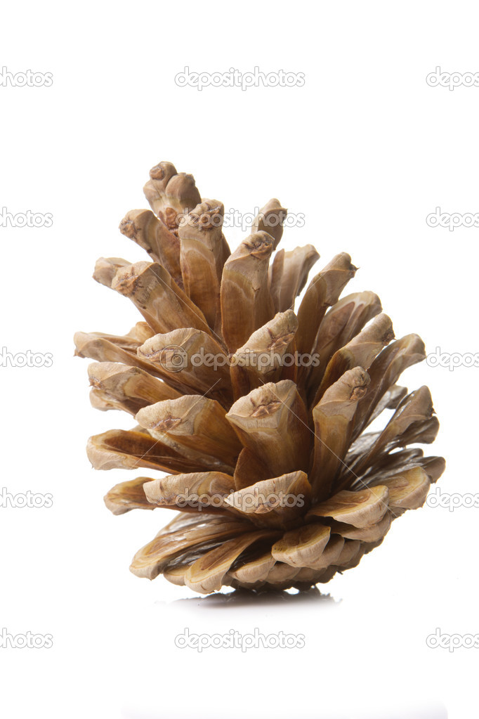 Pine cones