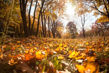 Orman katta sarı yapraklar