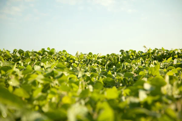 Skyline met groene veld en hemel — Stockfoto