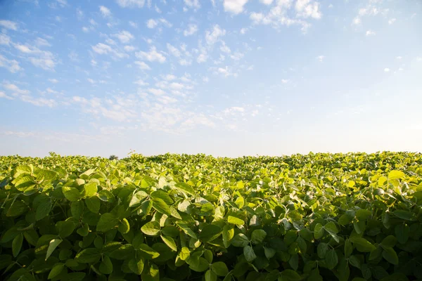 Skyline met groene veld en hemel — Stockfoto