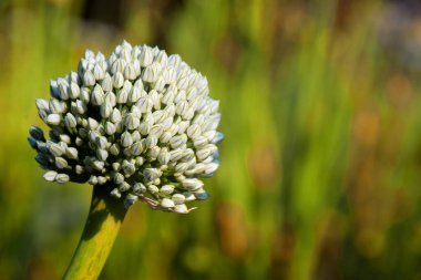 Çiçekler soğan bitkileriyle meşgul, çiftliğin arka planında bulanık