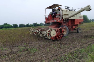 Dewas, Madhya Pradesh, Hindistan 21-09-20. Parlak bir günde soya fasulyesini hasat eden hasatçıları birleştiriyor. Soya fasulyesi kesme makinesi. Soya fasulyesi hasadı