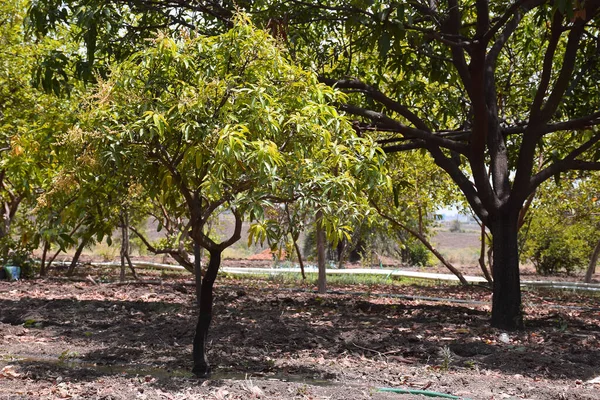 Blommor Mango Växt Vacker Utsikt Över Mango Fruktträdgård — Stockfoto