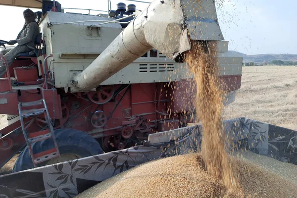 Dewas Madhya Pradesh India Combina Mietitrebbia Raccolta Del Grano Una — Foto Stock