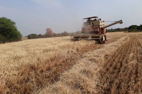 Девас Мадхья Прадеш Индия Комбайны Собирают Пшеницу Светлый День Машина — стоковое фото