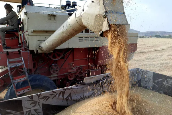 Девас Мадхья Прадеш Индия Комбайны Собирают Пшеницу Светлый День Машина — стоковое фото